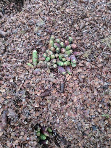 a photo of a squirrel's midden with new cones stuck in the ground for storage
