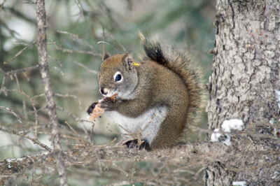 Washington Post Features U of G Research on Squirrels