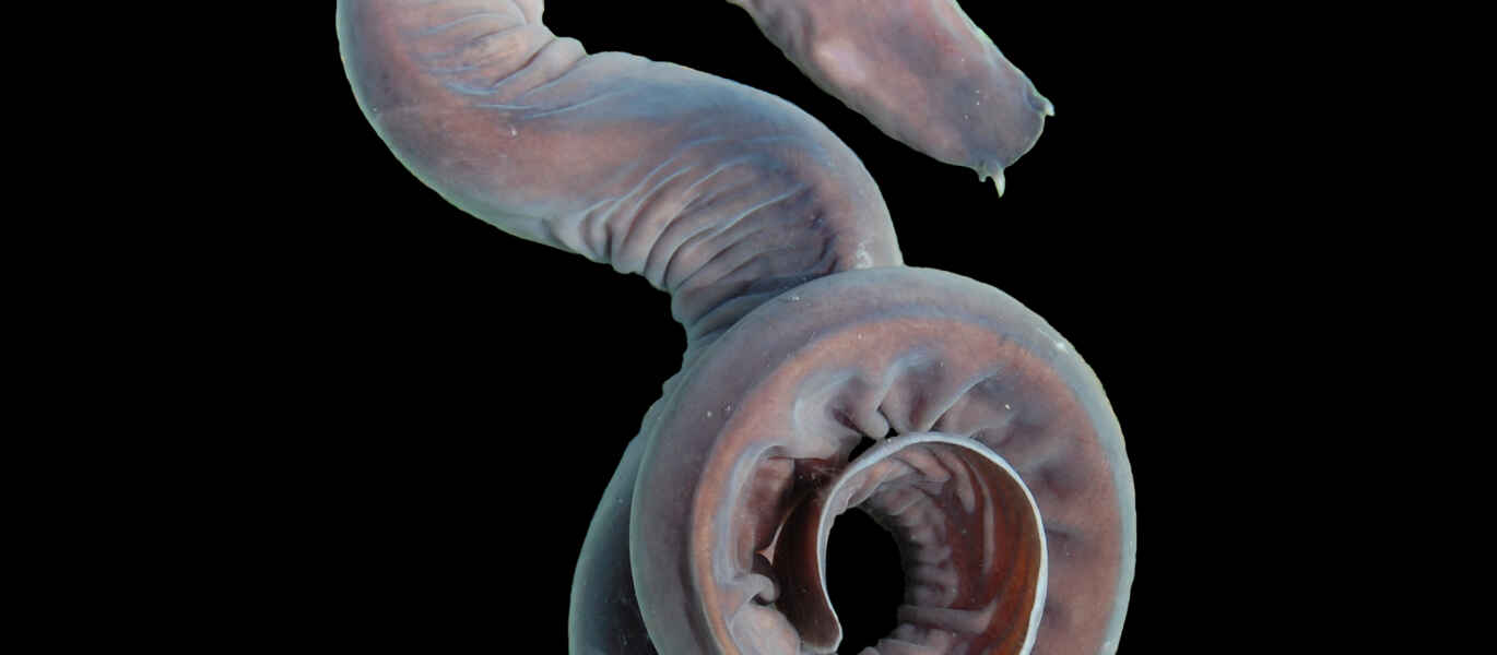 photo of a hagfish