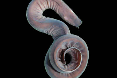 Mystery of Hagfish ‘Zombie’ Hearts Being Uncovered by U of G Researchers