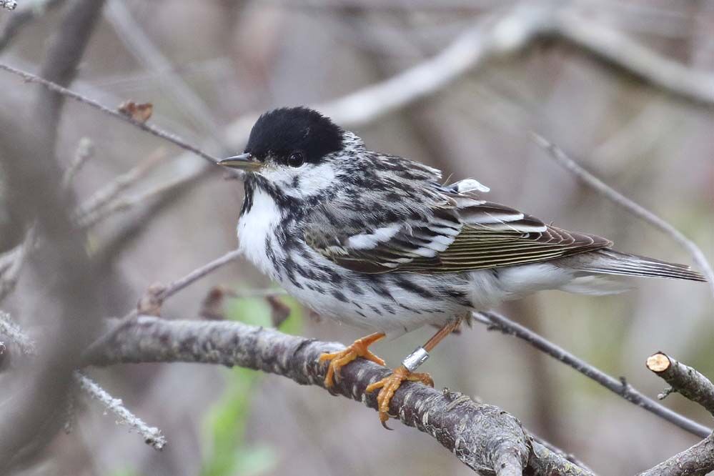 blackpoll warbler migration map