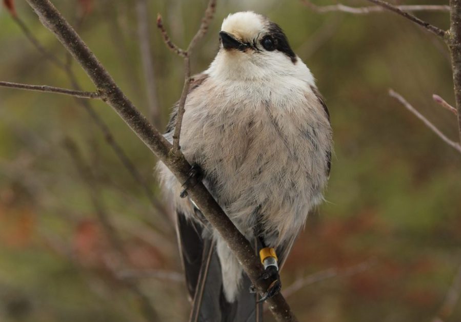 Canada_Jay_ASutton U of G News