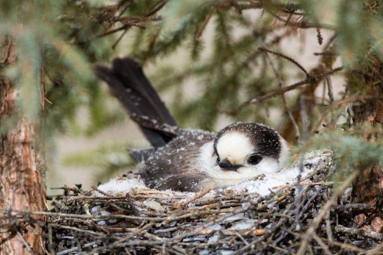 photo of a Canada Jay in a nest