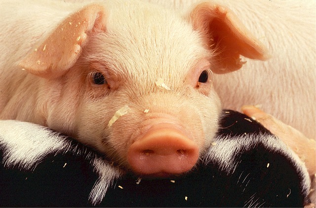 A photo of a piglet's face