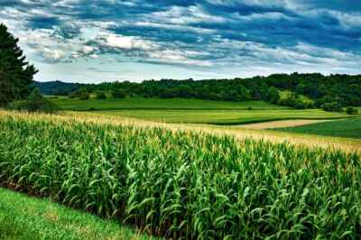 Charcoal Natural Solution to Crop Fertilizer Pollution, U of G Study Reveals