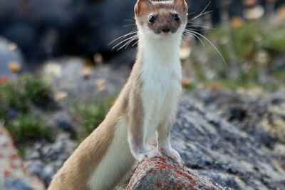 U of G Scientists Collecting Specimens, Monitoring Biodiversity in the North