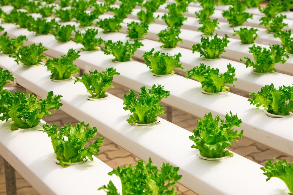 A photo of rows of lettuce growing in a greenhouse