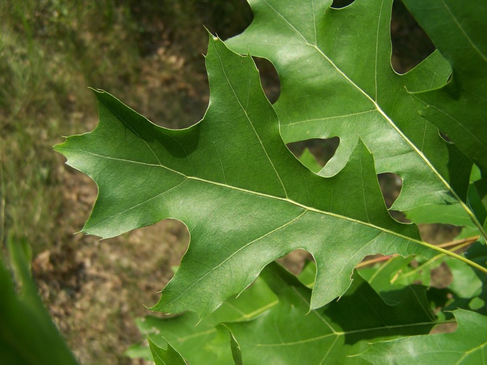 arboretum-tree-identification-workshop-u-of-g-news