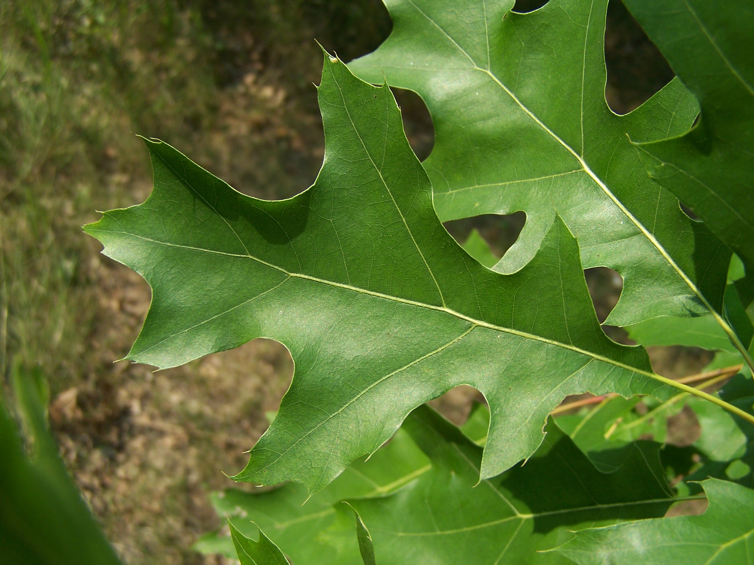 Arboretum Tree Identification Workshop U Of G News