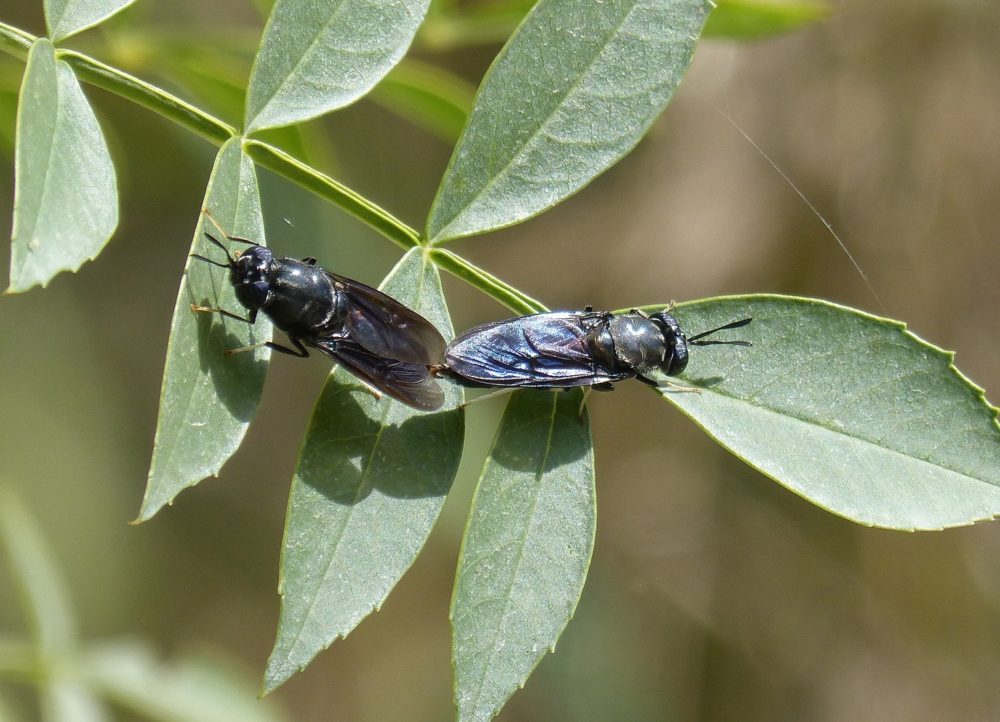 Two blackflies on green leaves