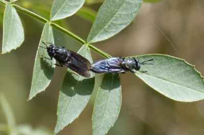 Blackfly Population Could Be Buzzing Around All Summer