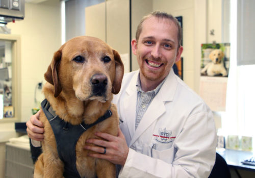 Veterinarian with large dog