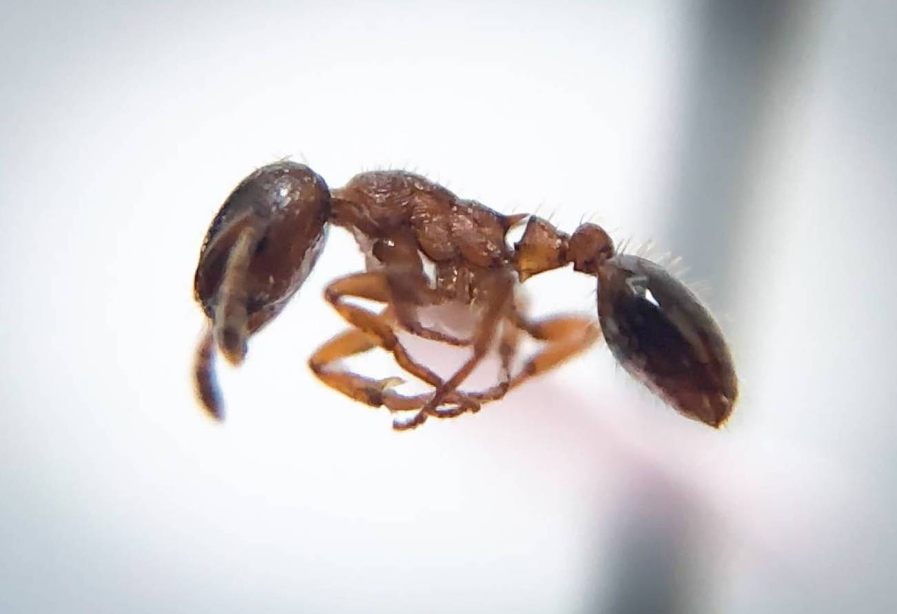 a close-up of an ant