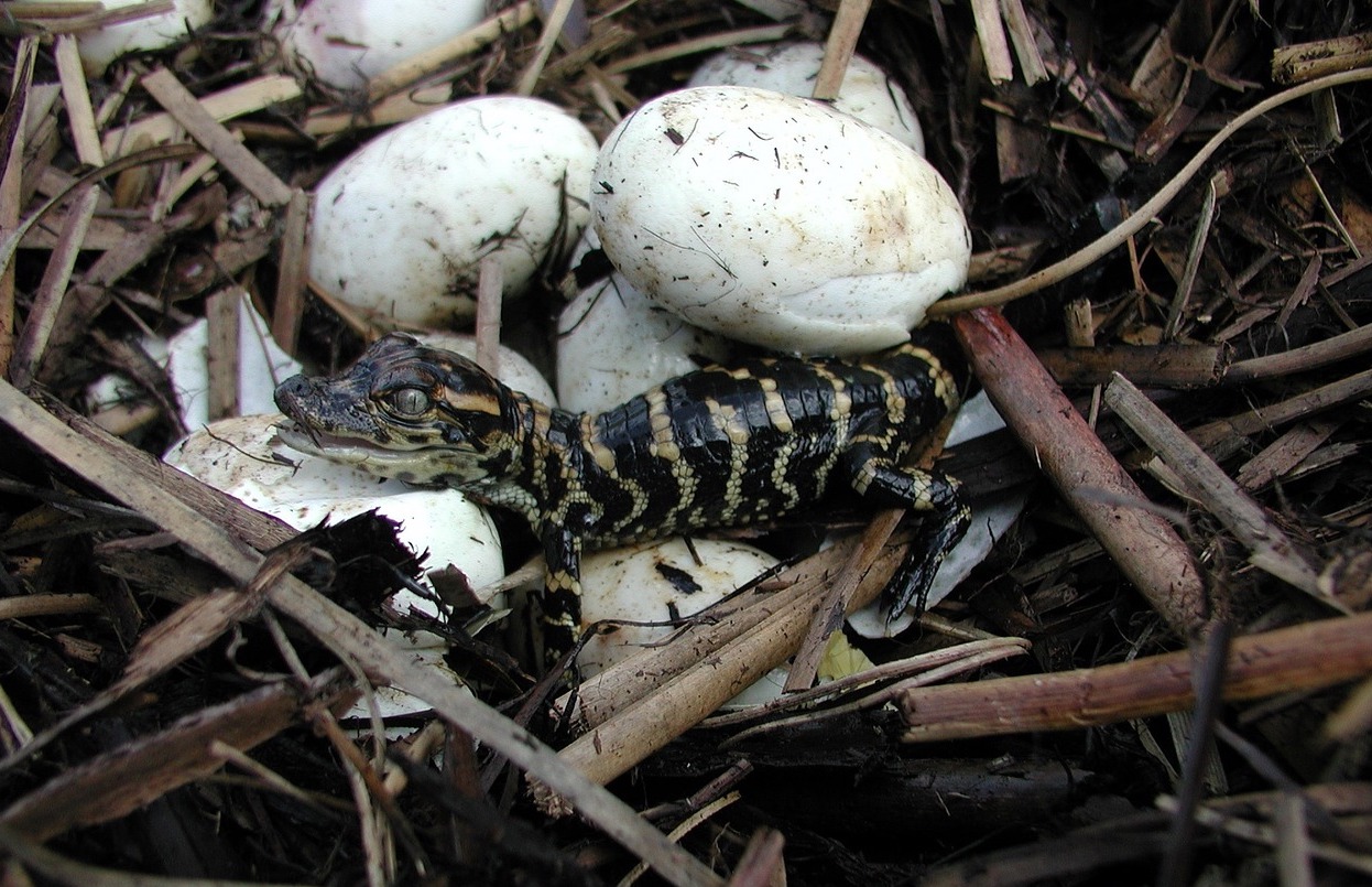A baby alligator in a nest of eggs