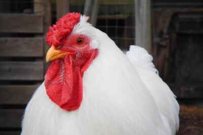 U of G Study Pinpoints Reasons for Egg Farm Feather Pecking