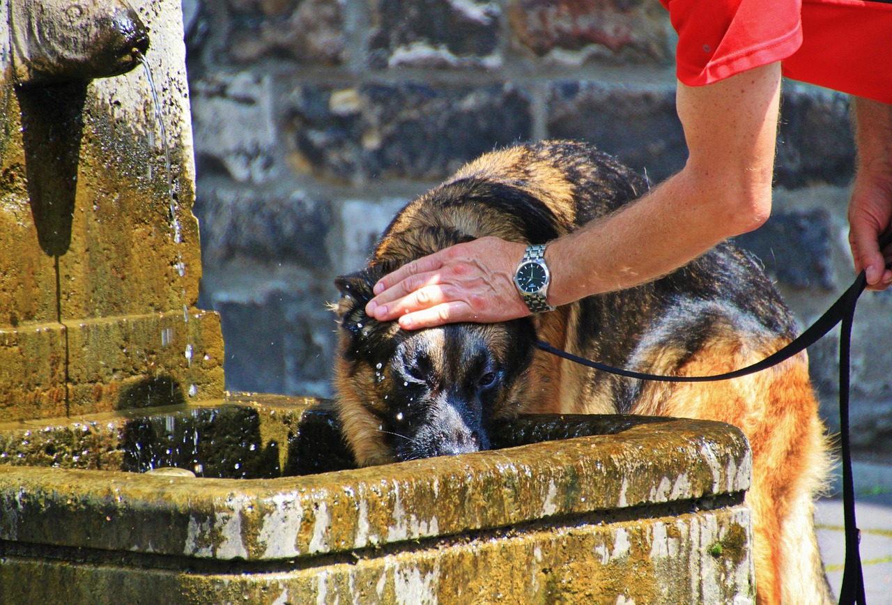U of G Expert Offers Tips for Keeping Pets Cool This Summer 