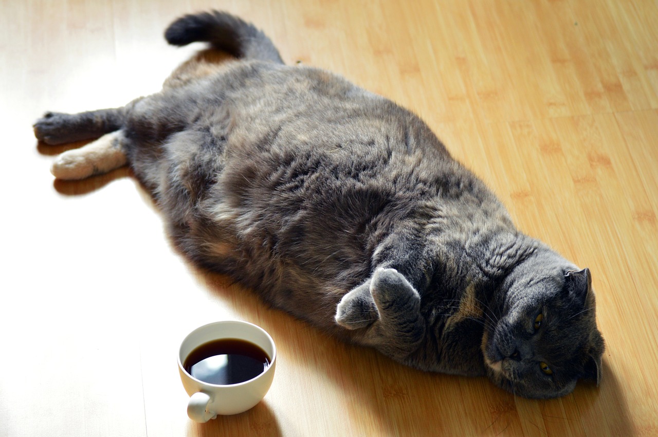 An overweight cat rests on the floor