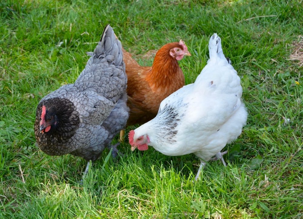 Three chickens peck on the grass