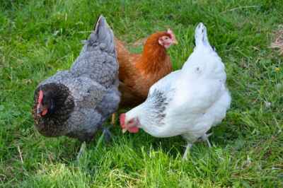 U of G Research Finds Many Backyard Flock Owners Not Following Proper Hygiene