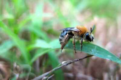 Wild Ground-Nesting Bees Might Be Exposed to Lethal Levels of Neonics in Soil, U of G Study Reveals