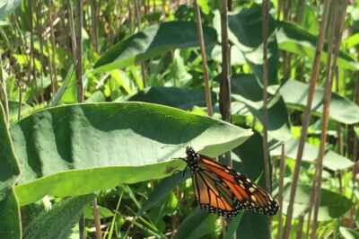 Strategic Mowing of Milkweed Can Help Monarch Butterflies, Say U of G Researchers