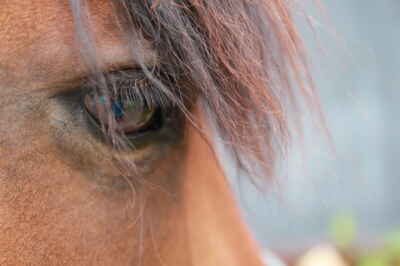 Horses Blink Less, Twitch Eyelids More When Stressed, U of G Researchers Find 