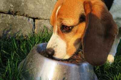 Dog Owners Often Inaccurately Measure Out Kibble, Study Finds