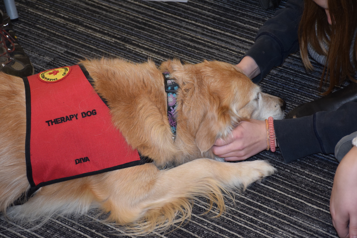 Expanded Take a Paws Offers More Dog Cuddling at U of G - U of G News