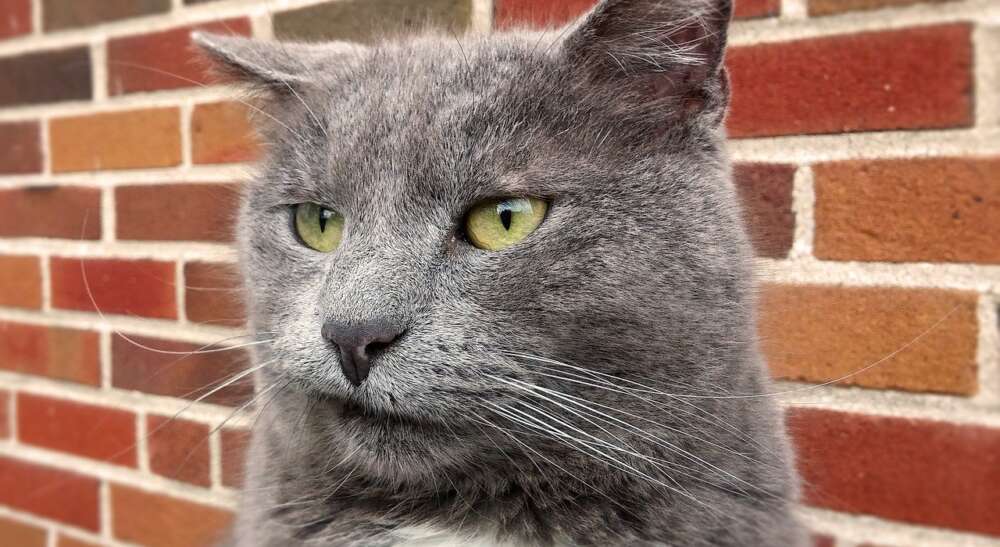 A cat looking displeased is shown