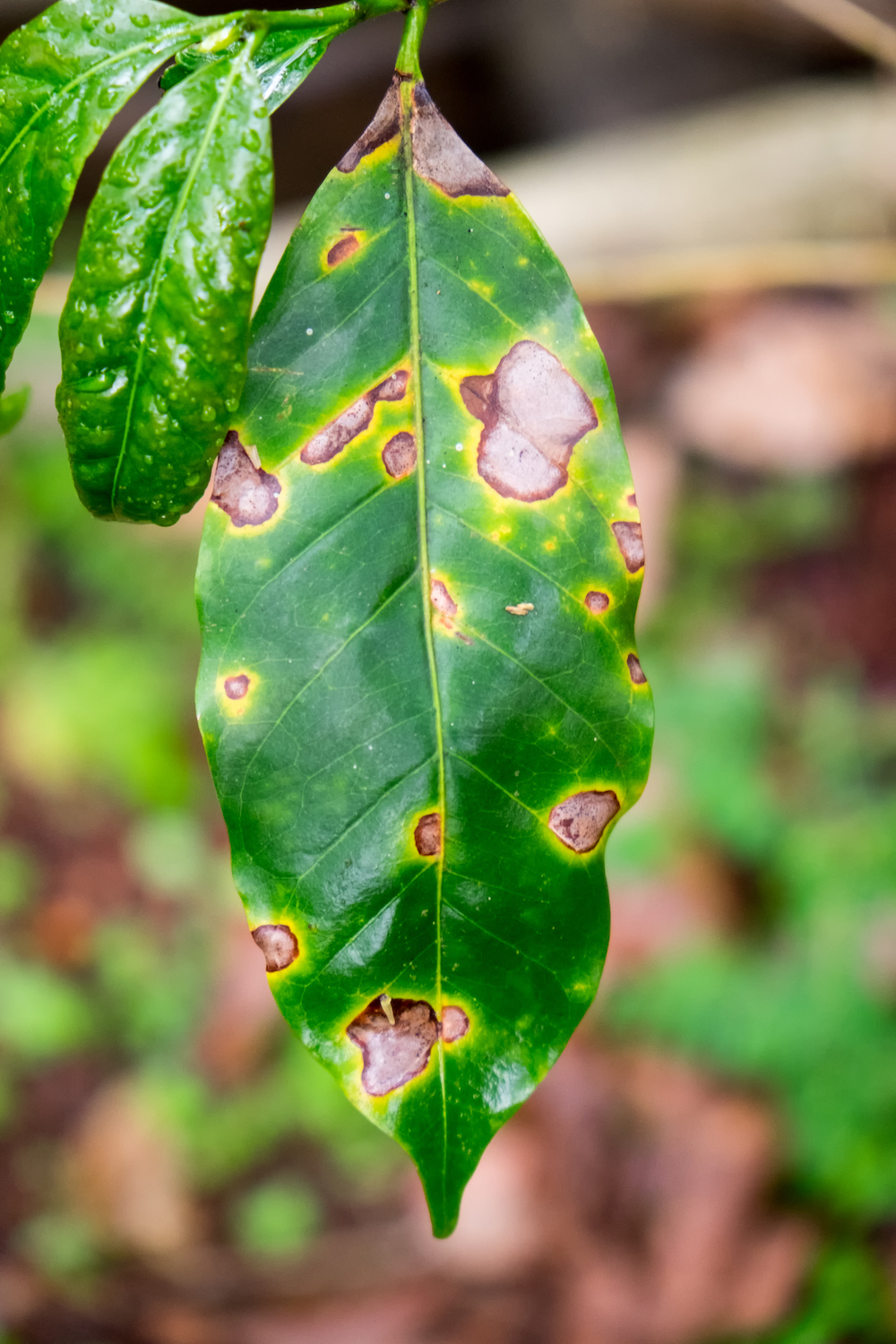 A coffee leaf with brown spots