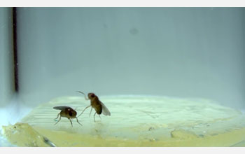 Fighting Fruit Flies: Aggressive Behaviour Influenced by Previous Interactions, U of G Study Finds