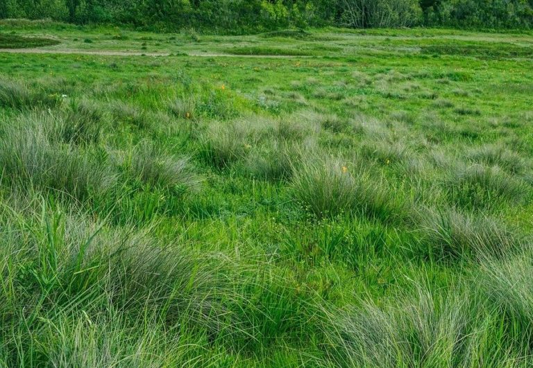 U of G Researcher Helps Measure Worldwide Nitrogen Levels in Grasslands
