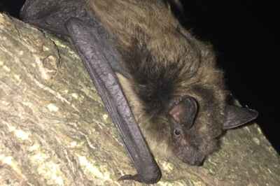 Bigger Relative Pilfering Endangered Bat’s Food, U of G Study Finds