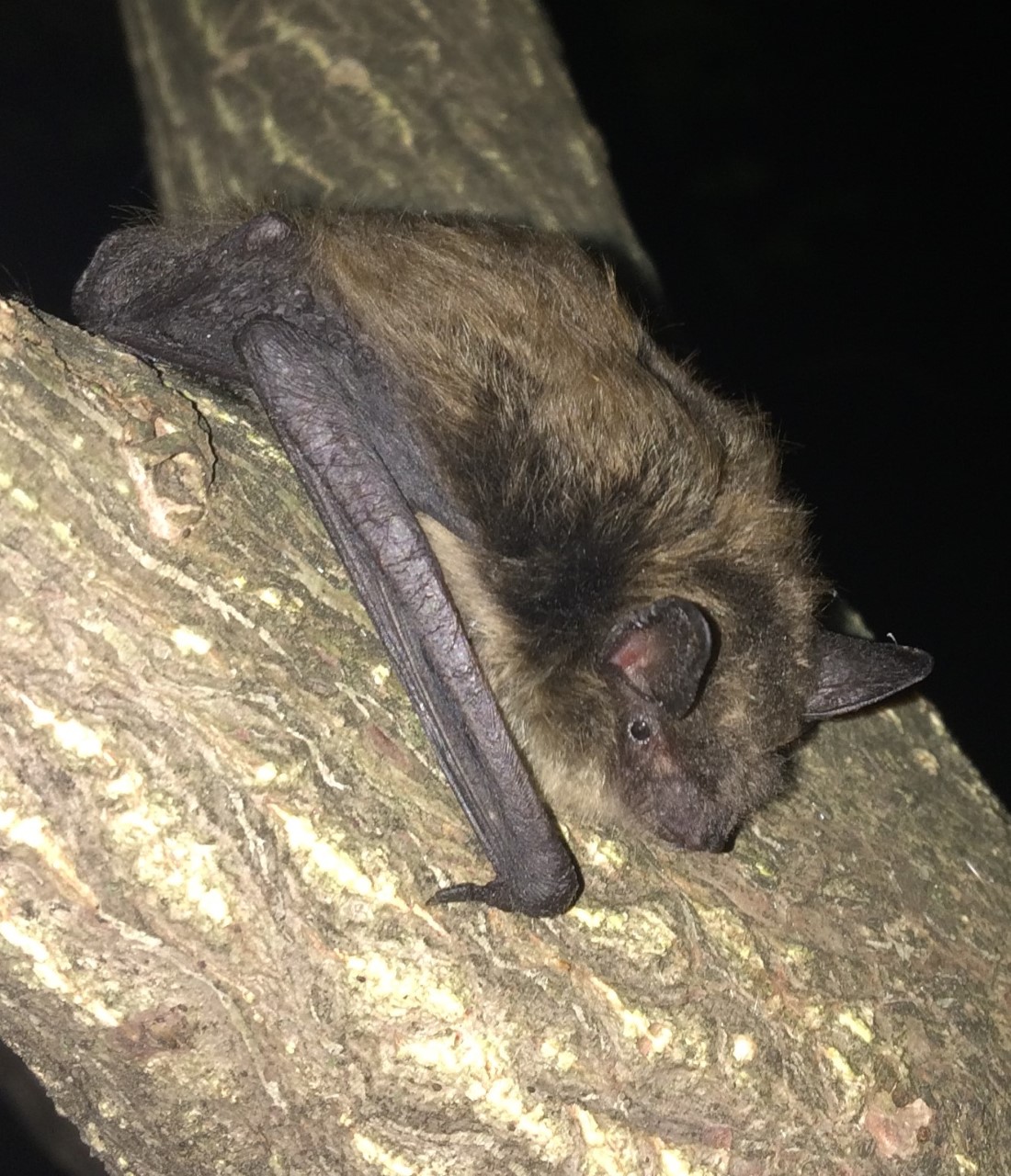 Bigger Relative Pilfering Endangered Bat’s Food, U of G Study Finds U