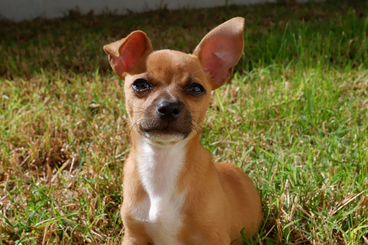 A chihuahua mix is shown in this photo