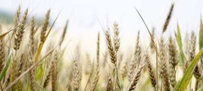 Professorship in Wheat Breeding Established