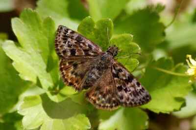 U of G Project Receives Federal Funding to Restore Endangered Butterfly