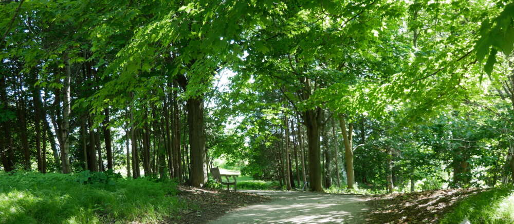 Tree-lined path in U of G's The Arboretum