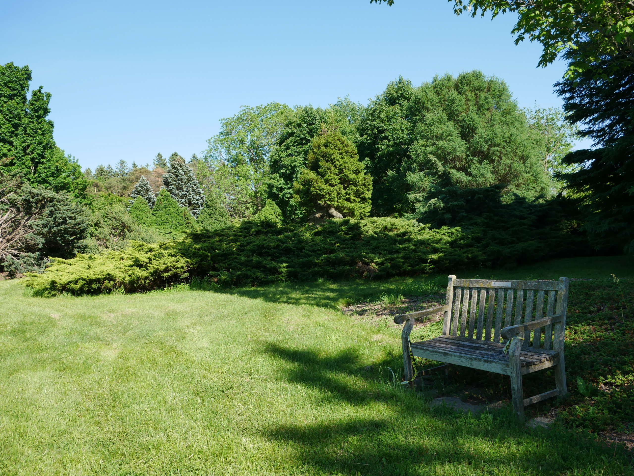 The Arboretum at U of G Helps Kids Learn About Native Trees - U of G News