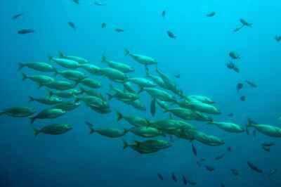 How a Global Ocean Treaty Could Protect Biodiversity in the High Seas