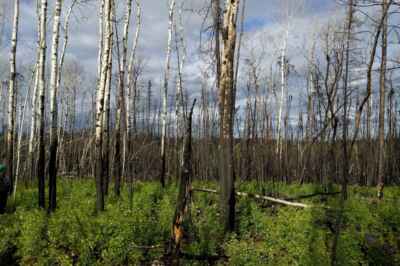 Wildfires in Canadian Southern Boreal Forests Releasing Significant Carbon, U of G Study Finds