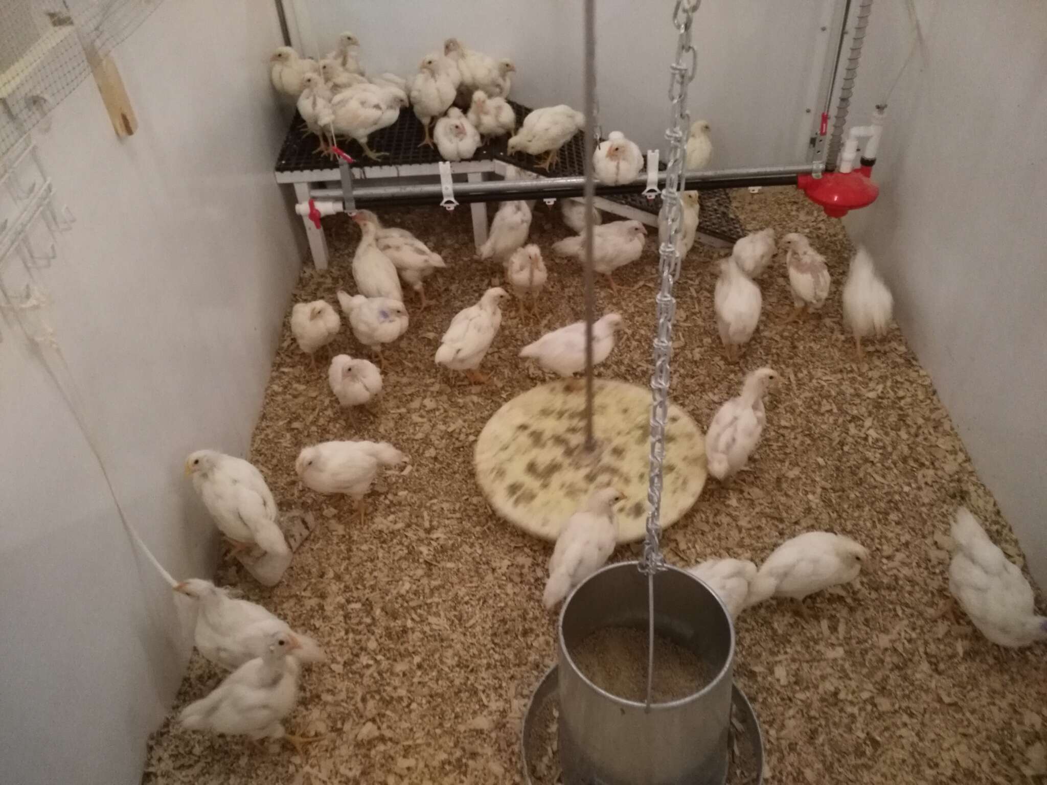 U of G Broiler Chicken Study Could Help Improve Animal Welfare U of G