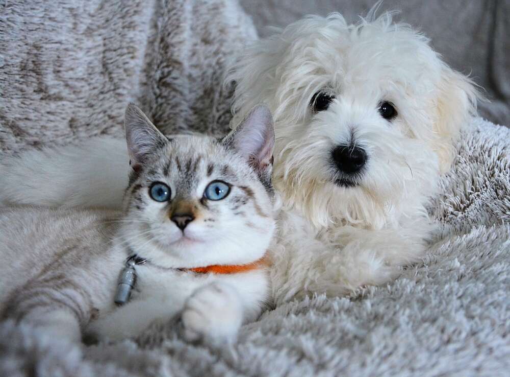 A small white dog lies on a blanket with a grey cat