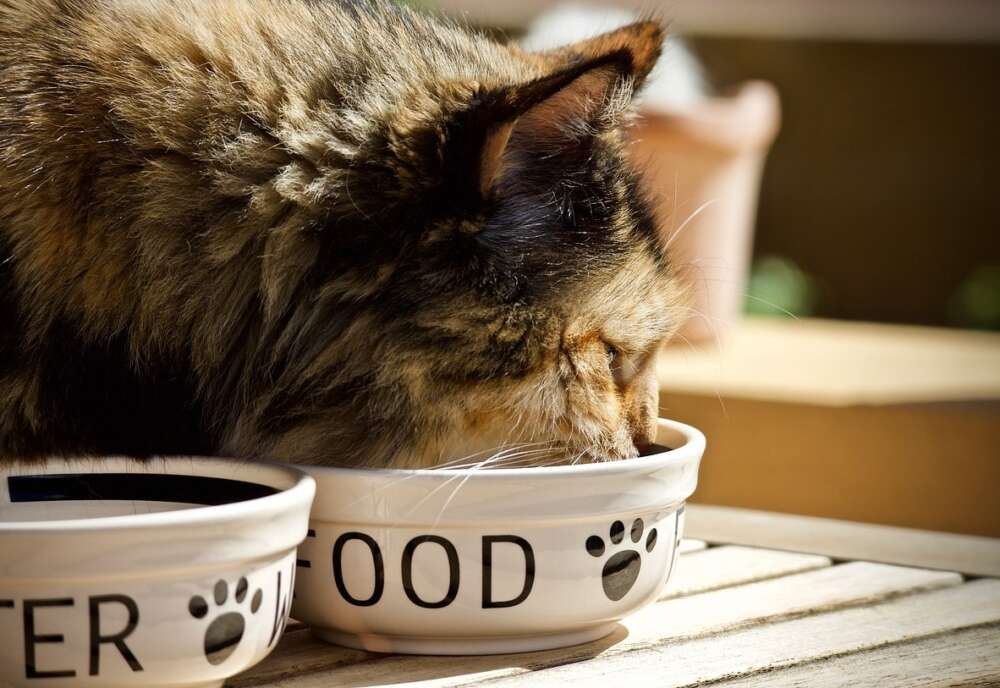 A cat eats from a food bowl