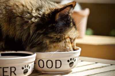 Feeding Indoor Cats Just Once a Day Could Improve Health, U of G Research Finds
