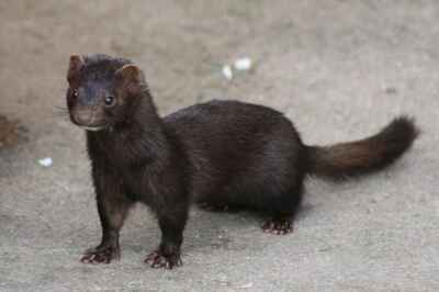 The Mink Link: How COVID-19 Mutations in Animals Affect Human Health