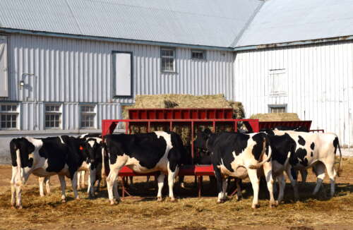 Several cows gather around hay at the U of G Dairy Barn
