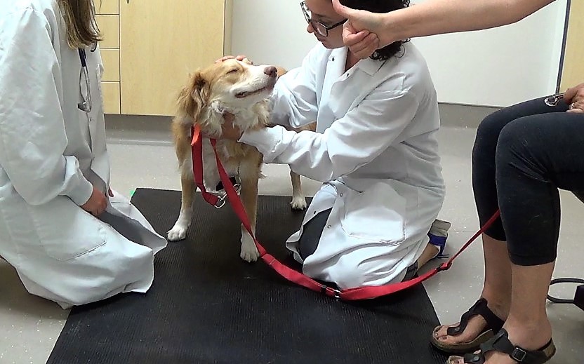A dog is examined by two veterinarians as its owner sits nearby and gives a thumbs-up