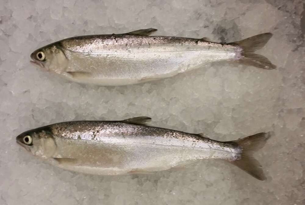 Two juvenile salmon on a bed of ice