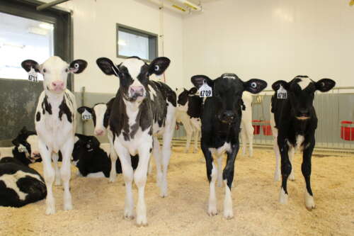 Four dairy calves stand in a row in an open space with hay on the floor at the Ontario Dairy Research Centre